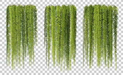 3d rendering hanging ferns isolated set crc192e6d43 size85.59mb - title:graphic home - اورچین فایل - format: - sku: - keywords: p_id:353984