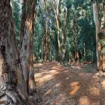 autumn path eucalyptus forest rnd647 frp22523841 - title:Home - اورچین فایل - format: - sku: - keywords:وکتور,موکاپ,افکت متنی,پروژه افترافکت p_id:63922