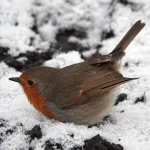 chubby robin redbreast bird with its belly snow crc8e9cb821 size11.85mb 4395x2488 - title:Home - اورچین فایل - format: - sku: - keywords:وکتور,موکاپ,افکت متنی,پروژه افترافکت p_id:63922
