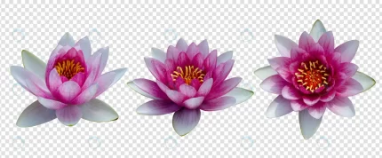 flower object with transparent background psd crc2f8fdd91 size65.19mb - title:graphic home - اورچین فایل - format: - sku: - keywords: p_id:353984