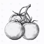 hand drawn fresh tomatoes crccc60848a size10.79mb - title:Home - اورچین فایل - format: - sku: - keywords:وکتور,موکاپ,افکت متنی,پروژه افترافکت p_id:63922