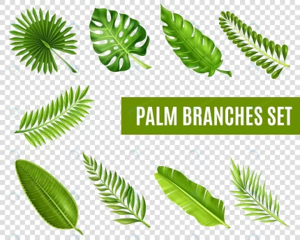 palm tree branches set crcbef1a0db size4.71mb - title:graphic home - اورچین فایل - format: - sku: - keywords: p_id:353984