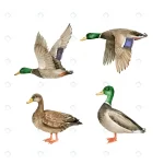 set vector watercolor wild birds geese ducks crcaf438bc8 size5.34mb - title:Home - اورچین فایل - format: - sku: - keywords:وکتور,موکاپ,افکت متنی,پروژه افترافکت p_id:63922