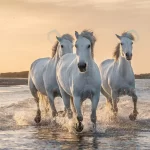 white horses camargue france crc6337c755 size14.83mb 7360x2807 1 - title:Home - اورچین فایل - format: - sku: - keywords:وکتور,موکاپ,افکت متنی,پروژه افترافکت p_id:63922
