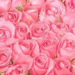 pink roses bouquet background crcf9ab501f size5.06mb 5472x3648 - title:Home - اورچین فایل - format: - sku: - keywords:وکتور,موکاپ,افکت متنی,پروژه افترافکت p_id:63922