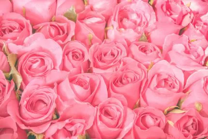 pink roses bouquet background crcf9ab501f size5.06mb 5472x3648 - title:Home - اورچین فایل - format: - sku: - keywords:وکتور,موکاپ,افکت متنی,پروژه افترافکت p_id:63922