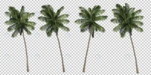 3d rendering coconut palm trees crc8bf4f8d9 size74.45mb - title:Home - اورچین فایل - format: - sku: - keywords: p_id:18