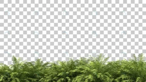 3d rendering ferns foreground isolated crc430154c0 size19.95mb - title:Home - اورچین فایل - format: - sku: - keywords: p_id:18