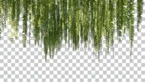 3d rendering hanging ferns foreground isolated crca53f6f2e size51.16mb - title:Home - اورچین فایل - format: - sku: - keywords: p_id:18