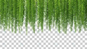 3d rendering hanging ferns foreground isolated 2 crc8f2819e8 size39.35mb - title:Home - اورچین فایل - format: - sku: - keywords: p_id:18