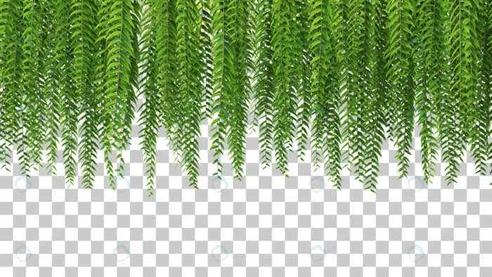 3d rendering hanging ferns foreground isolated 2 crc8f2819e8 size39.35mb - title:رندر شاخه های آویزان درخت - اورچین فایل - format:PSD - فتوشاپ - sku:crc8f2819e8 - keywords: p_id:87859