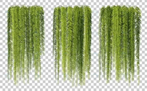 3d rendering hanging ferns isolated set crc192e6d43 size85.59mb - title:Home - اورچین فایل - format: - sku: - keywords: p_id:18