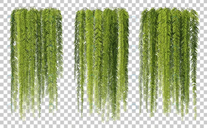 3d rendering hanging ferns isolated set crc192e6d43 size85.59mb - title:شاخه های آویزان درخت بدون پس زمینه - اورچین فایل - format:PSD - فتوشاپ - sku:crc192e6d43 - keywords: p_id:87861