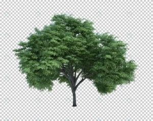 3d rendering nature object tree isolated crcdf54fe61 size73.12mb - title:Home - اورچین فایل - format: - sku: - keywords: p_id:18