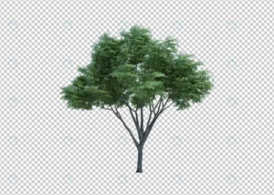 3d rendering nature object tree isolated 10 crc979f8b86 size45.32mb - title:Home - اورچین فایل - format: - sku: - keywords: p_id:18