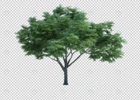 3d rendering nature object tree isolated 11 crc8455d955 size76.08mb - title:Home Main - اورچین فایل - format: - sku: - keywords: p_id:18