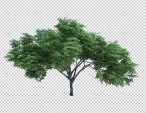 3d rendering nature object tree isolated 2 crc02c2e499 size74.13mb - title:Home - اورچین فایل - format: - sku: - keywords: p_id:18