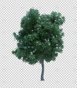 3d rendering nature object tree isolated 3 crc675e4b6b size45.09mb - title:Home - اورچین فایل - format: - sku: - keywords: p_id:18