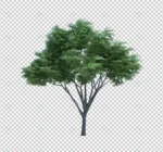 3d rendering nature object tree isolated 4 crc49a5e61d size45.26mb - title:Home Main - اورچین فایل - format: - sku: - keywords: p_id:18