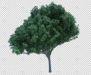 3d rendering nature object tree isolated 5 crcbe7b83b4 size72.26mb - title:Home - اورچین فایل - format: - sku: - keywords: p_id:18