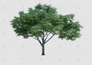 3d rendering nature object tree isolated 6 crc5810bd52 size75.54mb - title:Home - اورچین فایل - format: - sku: - keywords: p_id:18