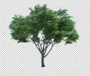 3d rendering nature object tree isolated 7 crc6cce3048 size65.53mb - title:Home - اورچین فایل - format: - sku: - keywords: p_id:18