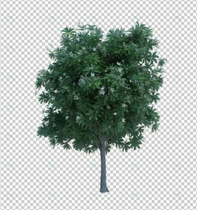 3d rendering nature object tree isolated 9 crce78a62c8 size46.85mb - title:Home - اورچین فایل - format: - sku: - keywords: p_id:18