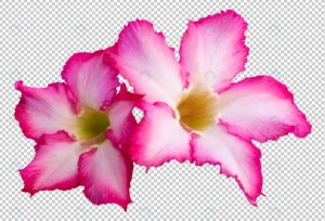 adenium flowers isolated transparency background. crcb0920ef9 size60.96mb - title:Home - اورچین فایل - format: - sku: - keywords: p_id:18