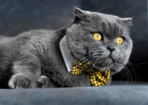 adorable british shorthair kitty with monochrome crc1f6806e3 size2.1mb 5359x3828 1 - title:Home - اورچین فایل - format: - sku: - keywords: p_id:18