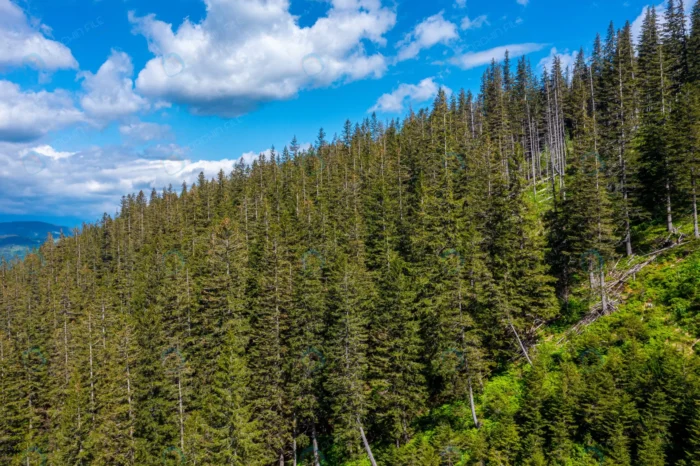 aerial top view summer green trees forest rural fi rnd877 frp21787325 - title:تصویر طبیعت جنگل سبز - اورچین فایل - format:JPG - استوک - sku:frp21787325 - keywords: p_id:69523