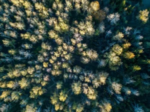 aerial view forest autumn with colorful trees dro crcce086569 size13.36mb 3992x2992 - title:Home - اورچین فایل - format: - sku: - keywords: p_id:18