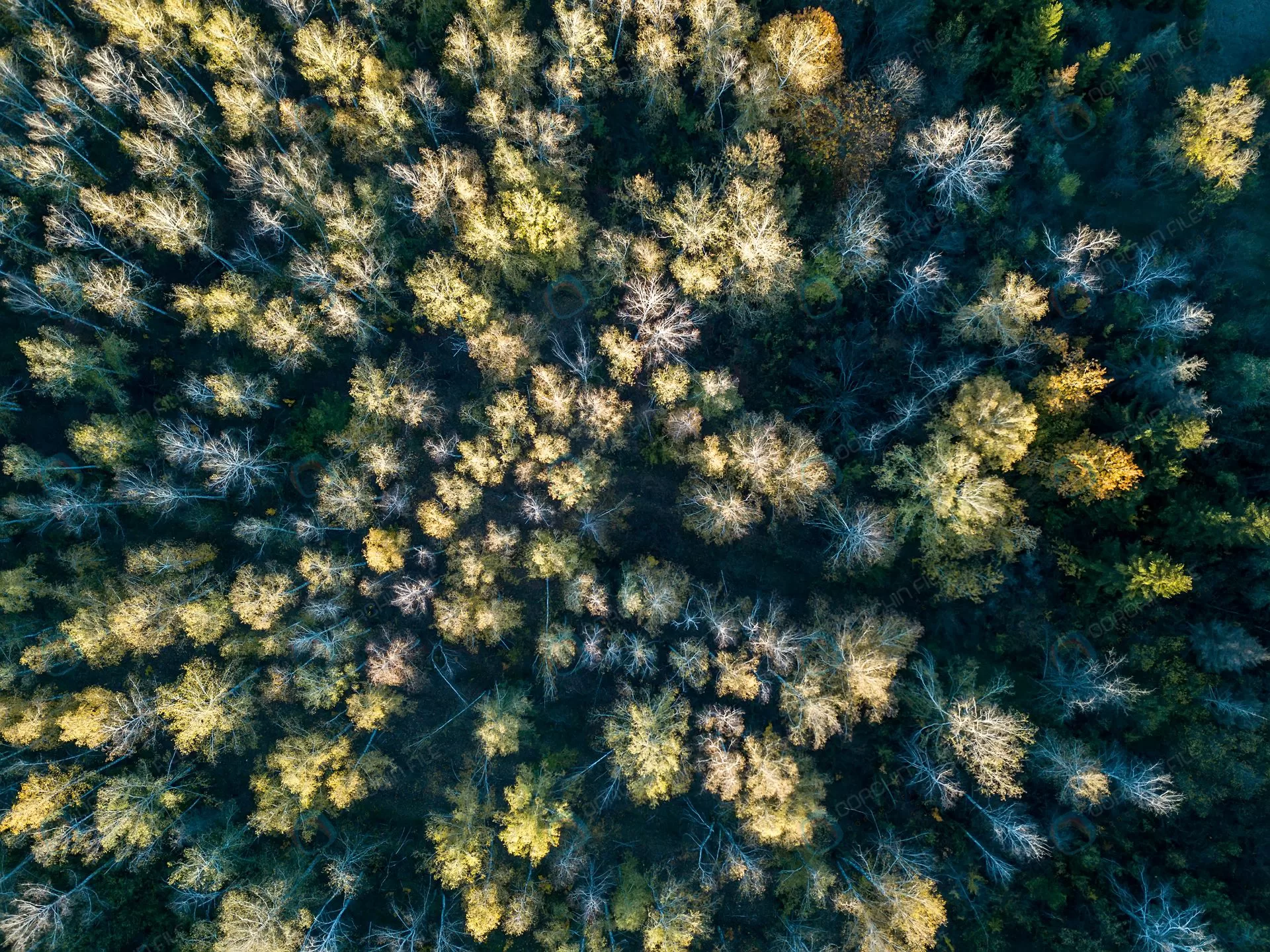 aerial-view-forest-autumn-with-colorful-trees-dro_-crcce086569-_size13.36mb_3992x2992.webp aerial view forest autumn with colorful trees dro crcce086569 - title:استوک جنگل پاییزی از نمای تاپ - اورچین فایل - format:JPG - استوک - sku:crcce086569 - keywords: p_id:42147