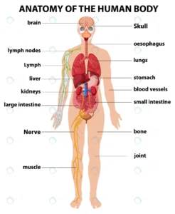 anatomy human body information infographic crc1f0120eb size3.41mb - title:Home - اورچین فایل - format: - sku: - keywords: p_id:18