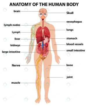 anatomy human body information infographic crc1f0120eb size3.41mb - title:Home - اورچین فایل - format: - sku: - keywords: p_id:18