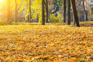 autumn city park with trees orange fallen leaves rnd213 frp16710975 - title:Home - اورچین فایل - format: - sku: - keywords: p_id:18