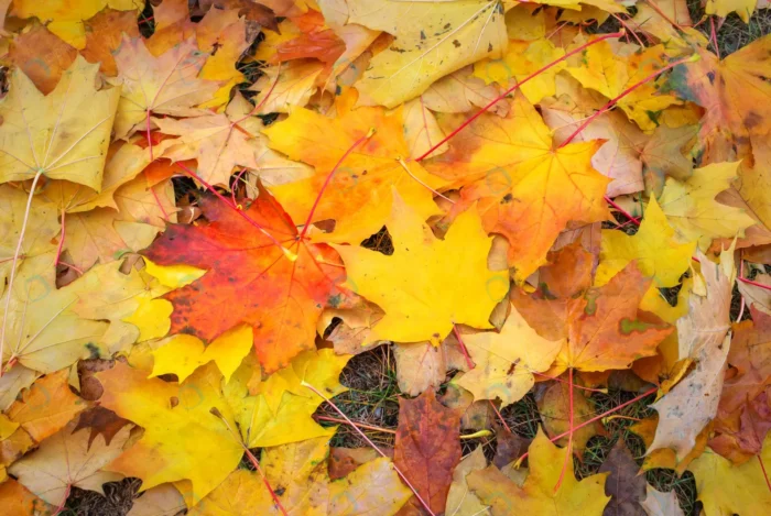 autumn colorful orange red yellow maple leaves as rnd391 frp15655790 - title:عکس برگ درخت افرا - اورچین فایل - format:JPG - استوک - sku:frp15655790 - keywords: p_id:67914