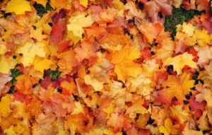 autumn colorful orange red yellow maple leaves out rnd731 frp20819127 - title:Home - اورچین فایل - format: - sku: - keywords: p_id:18