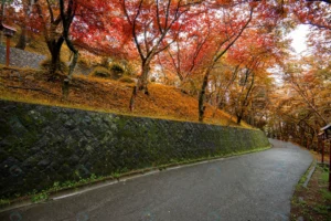autumn colorful red maple leaf crc2383f53b size27.11mb 6016x4016 - title:Home - اورچین فایل - format: - sku: - keywords: p_id:18