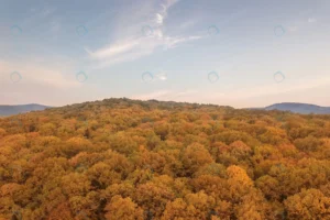 autumn forest colorful trees leafs aerial view rnd839 frp20320258 - title:Home - اورچین فایل - format: - sku: - keywords: p_id:18