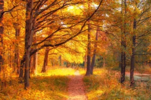 autumn forest with century old oak trees spreadin crc1abc408d size9.72mb 6000x4000 - title:Home - اورچین فایل - format: - sku: - keywords: p_id:18