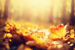 autumn leaves background rnd611 frp5653217 - title:Home - اورچین فایل - format: - sku: - keywords: p_id:18