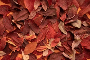 autumn leaves background top view close up rnd675 frp10255914 - title:Home - اورچین فایل - format: - sku: - keywords: p_id:18