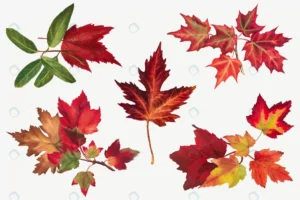 autumn leaves set botanical illustration remixed crc8bb142d6 size11.80mb - title:Home - اورچین فایل - format: - sku: - keywords: p_id:18