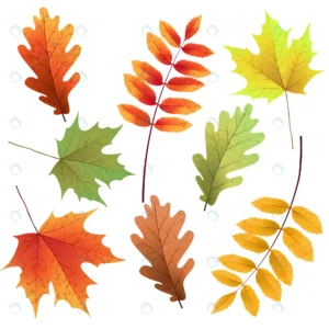 autumn leaves set isolated white background rowan rnd300 frp9812233 - title:Home - اورچین فایل - format: - sku: - keywords: p_id:18