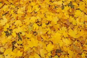 autumn leaves sun autumn fall colorful background crc4fe7c575 size6.70mb 3600x2400 - title:Home - اورچین فایل - format: - sku: - keywords: p_id:18