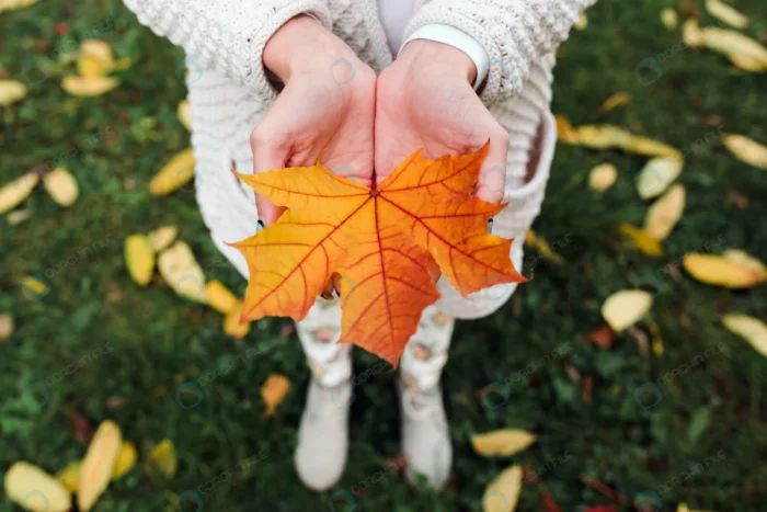 autumn leaves woman hands crc3feedc17 - title:عکس برگ پاییزی در دستان دختر - اورچین فایل - format:JPG - استوک - sku:crc3feedc17 - keywords: p_id:63027