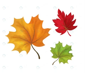 autumn maple leaves set red orange green colored f rnd853 frp12916189 - title:Home - اورچین فایل - format: - sku: - keywords: p_id:18