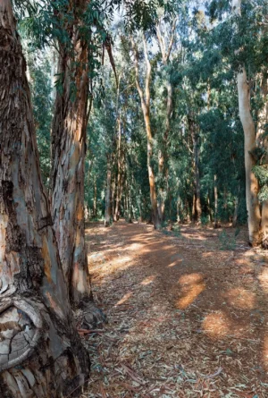 autumn path eucalyptus forest rnd647 frp22523841 - title:Home - اورچین فایل - format: - sku: - keywords: p_id:18