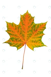 autumn red green maple leaf isolated white backgro rnd275 frp25859676 - title:Home - اورچین فایل - format: - sku: - keywords: p_id:18