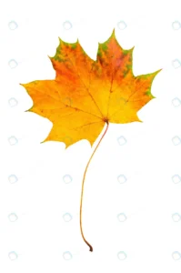 autumn red green maple leaf isolated white backgro rnd453 frp25859670 - title:Home - اورچین فایل - format: - sku: - keywords: p_id:18